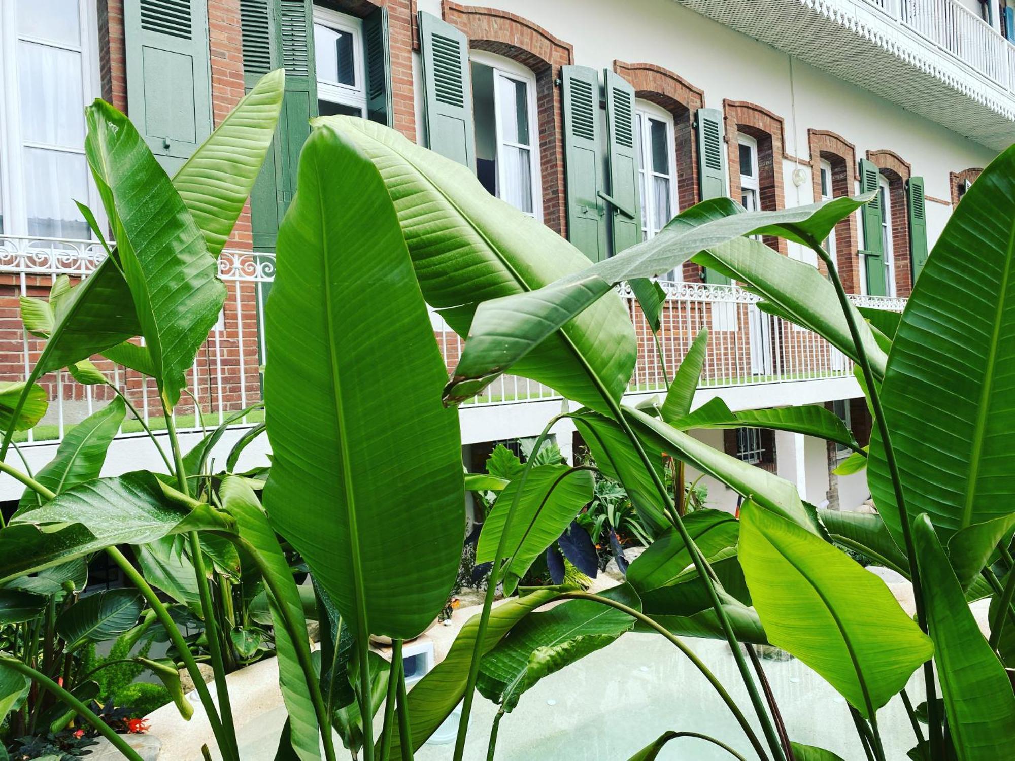 Appt Ambiance Boheme 2 Ch Piscine Lagon Apartment Tarbes Ngoại thất bức ảnh